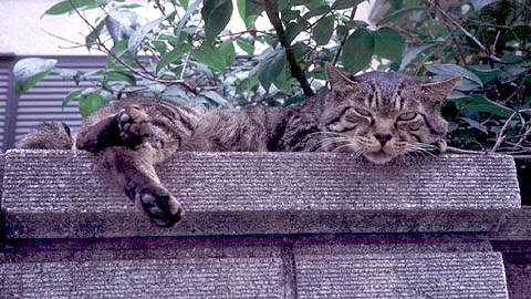 Cat On The Wall