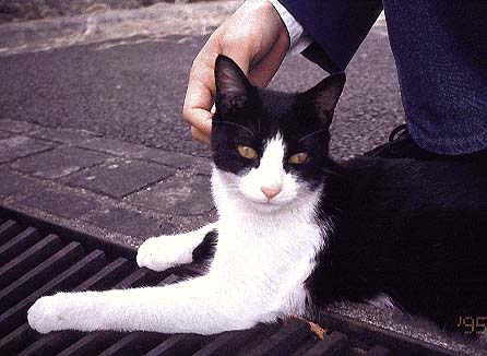 B&W Cat