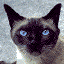 Cat Icon