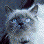 Cat Icon