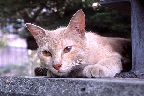 Cat at the Back of Karaoke Bar