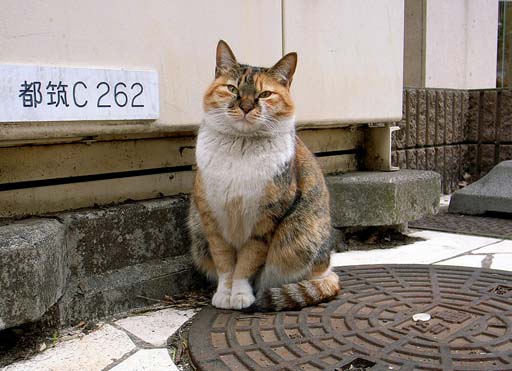 Cat at Nakamachidai Station