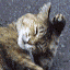 Cat Icon