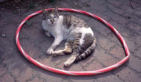 Zarazara Cat in Hoop