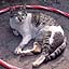 Zarazara Cat in Hoop