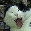 Yawing Cat