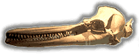 Dolphin Skull