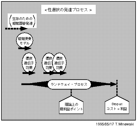 Diagram of Sexual Selection