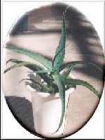 aloe1004.jpg