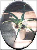 aloe1020.jpg