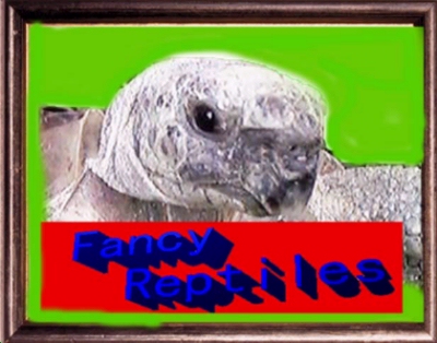FANCY REPTILES