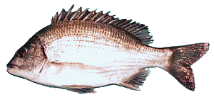 �摜�E�݂Ȃ݂��낾��