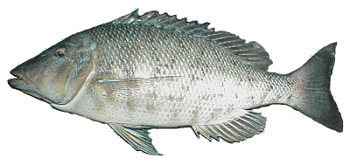 �摜�E�͂܂ӂ��ӂ�