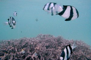 画像『渡嘉敷の海・その1』