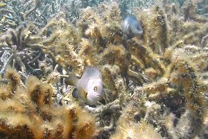 画像『渡嘉敷の海・その2』