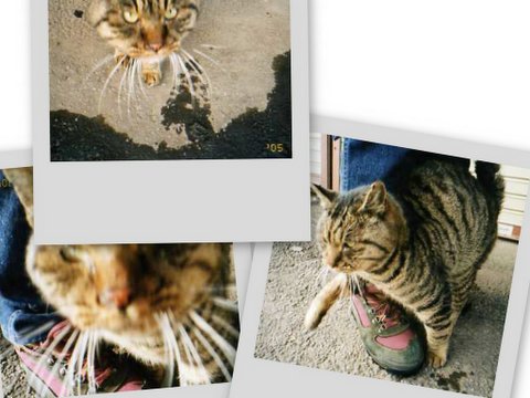 ねこ