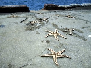 岸壁でひからびたひとでの写真