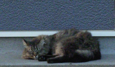 猫のたぬ吉の写真