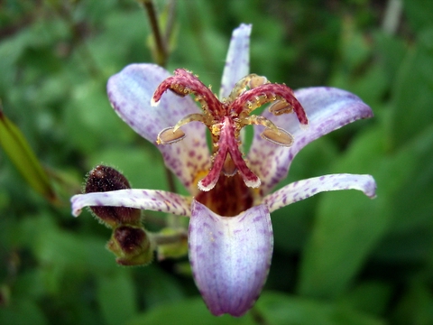 なにかの花の写真