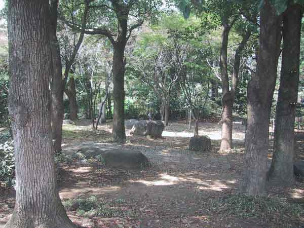 総合公園林地