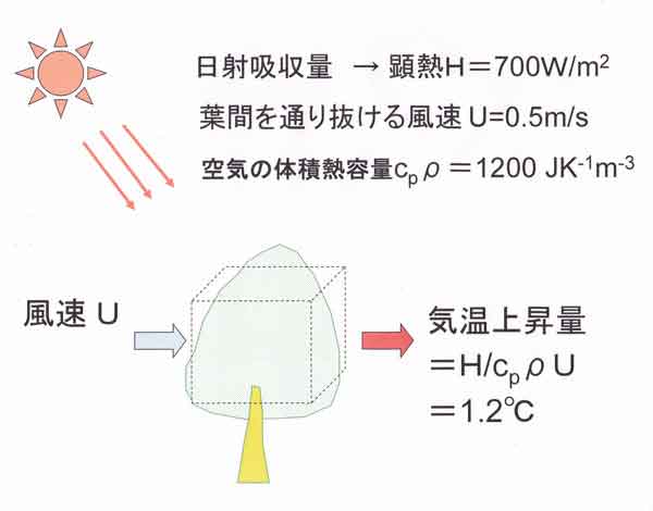 樹木による気温上昇