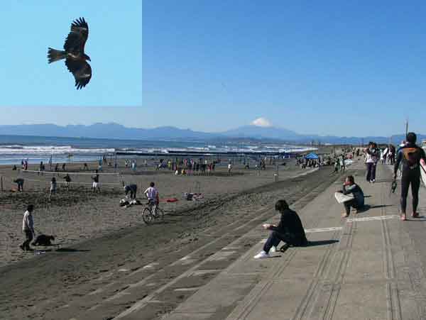 西浜海岸ととび