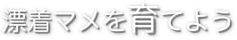 漂着マメを育てよう