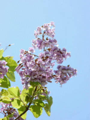 桐の花 吉野宮滝にて