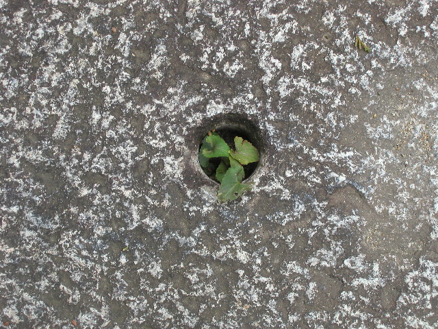 出たところで見つけた雑草