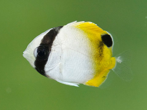 トゲチョウチョウウオ