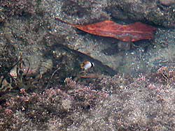 トゲチョウチョウウオ幼魚