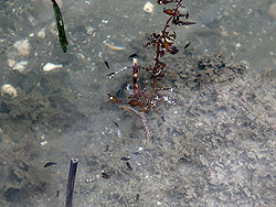 漂流物の小魚