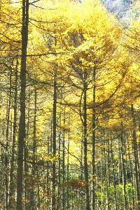 the Red leaves in Nishizawa