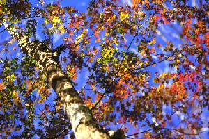 Red leaves