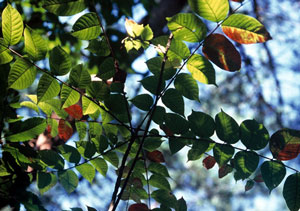 leaves