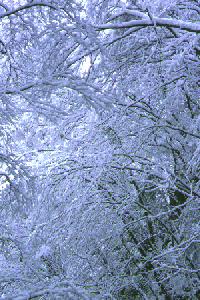 Snow in Higashinippara