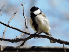 �V�W���E�J���̗Y�F����܂��ǂ��̍�