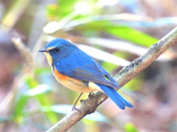 ルリビタキの雄：ぐんまこどもの国