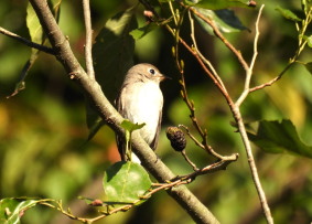 コサメビタキ：ぐんまこどもの国にて