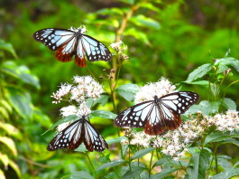 アサギマダラ：ぐんまこどもの国