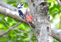 アカゲラ：ぐんまこどもの国にて