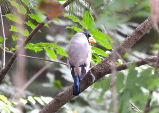 イカル：ぐんまこどもの国にて