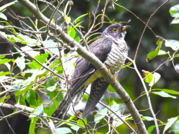 ツツドリ：ぐんまこどもの国にて