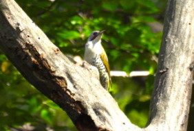 アオゲラ：ぐんまこどもの国にて