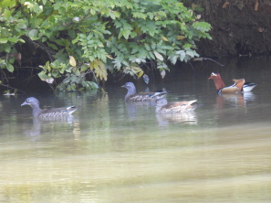 オシドリ：ぐんまこどもの国にて