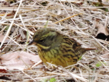 �A�I�W�̃��X�F����܂��ǂ��̍�