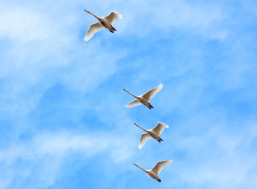 多々良沼の白鳥