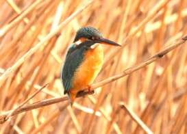 カワセミ：孫兵衛川