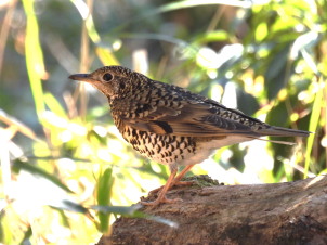トラツグミ：金龍寺