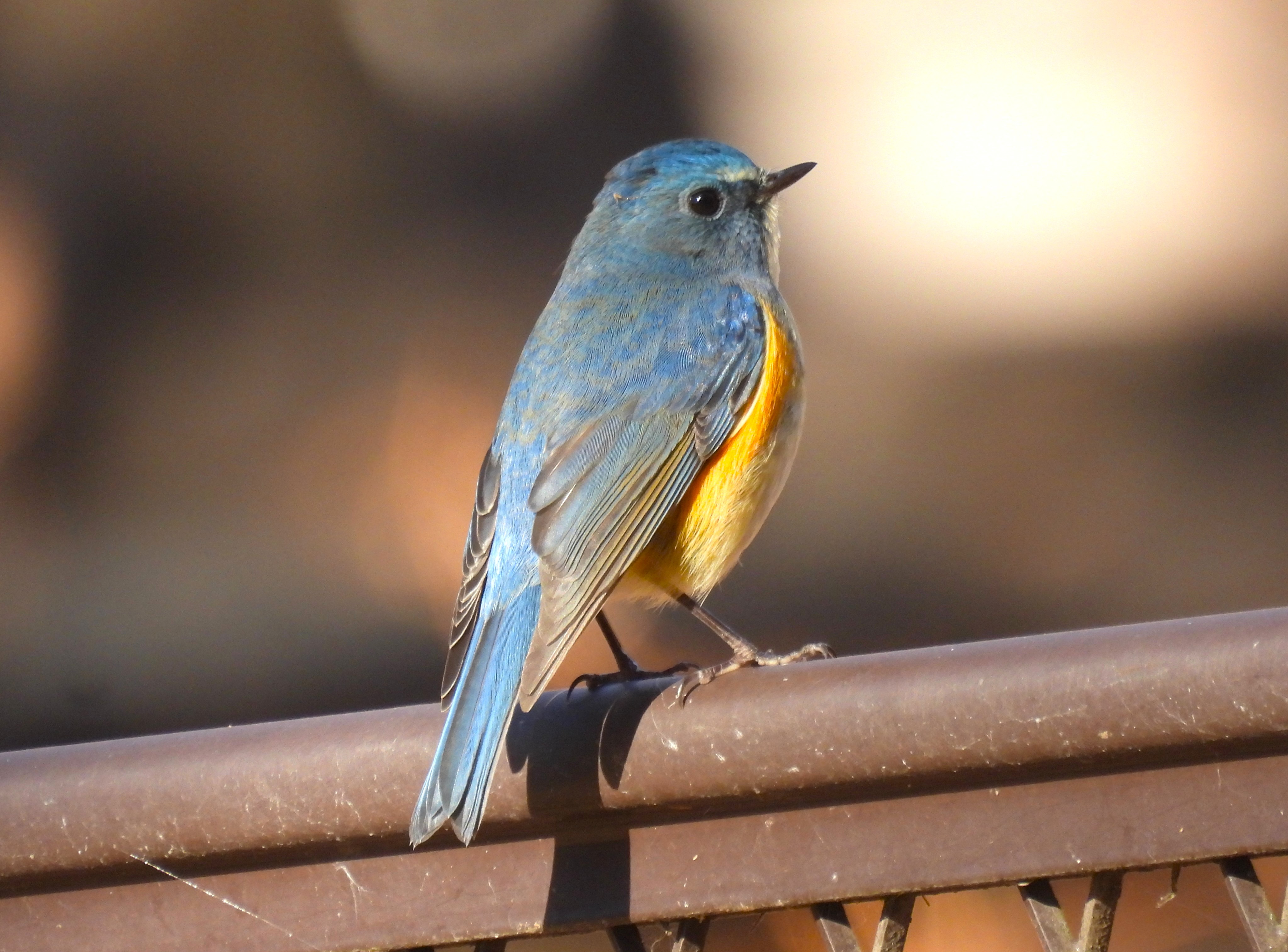 ルリビタキの雄：ぐんまこどもの国